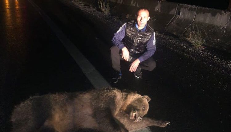 Trishtuese / Afrim Isufi nga Kumanova rrëfen luftën me arushën: Ja si shpëtova i gjallë! (FOTO)