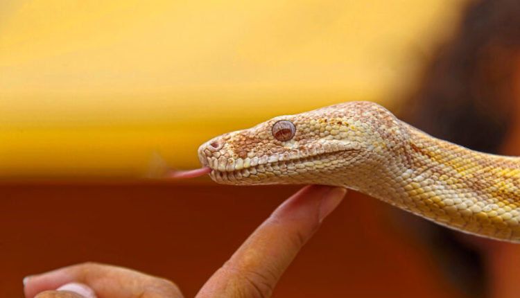 Lokali i pazakontë ku klientët përkëdhelin hardhucat dhe gjarpërinjtë duke pirë kafe