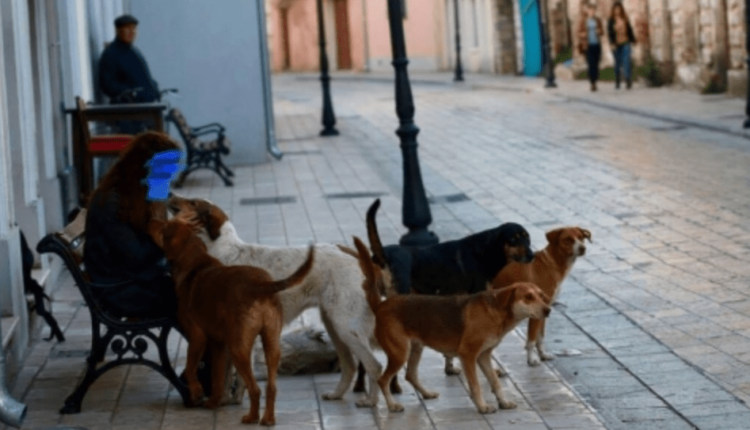 Helmimi i përditshëm i qenëve endacak në Veles