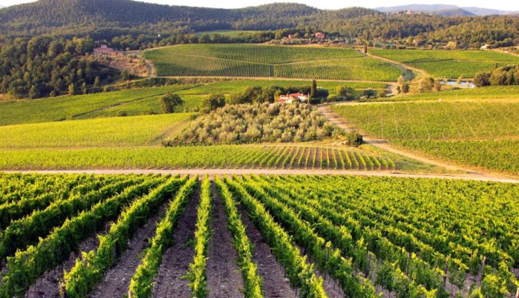 Pothuajse 290 milionë denarë u janë paguar subvencione shtesë për pemëtari për 10.604 përfitues