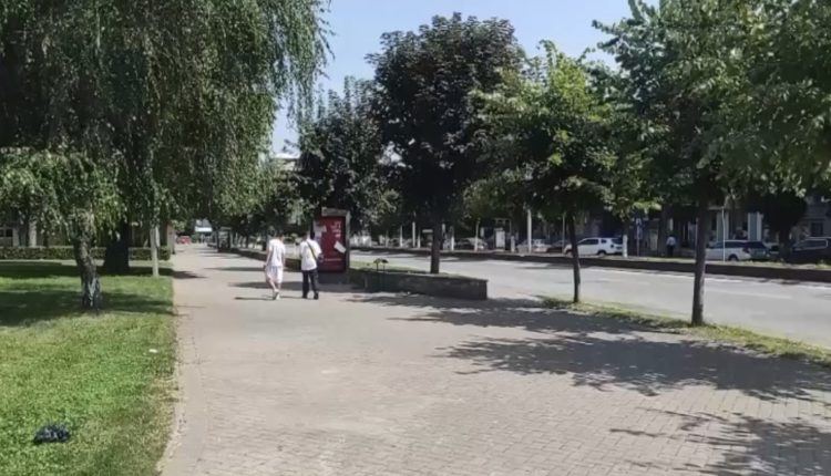 Tetovë, largohet eko-druri për pastrimin e ajrit. Kushtoi 25 mijë euro por, u vyshk nga moskujdesi