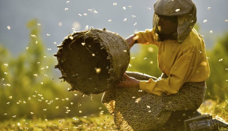 Në rajonin e Dibrës arinjtë kanë shkatërruar rreth 200 koshere bletësh