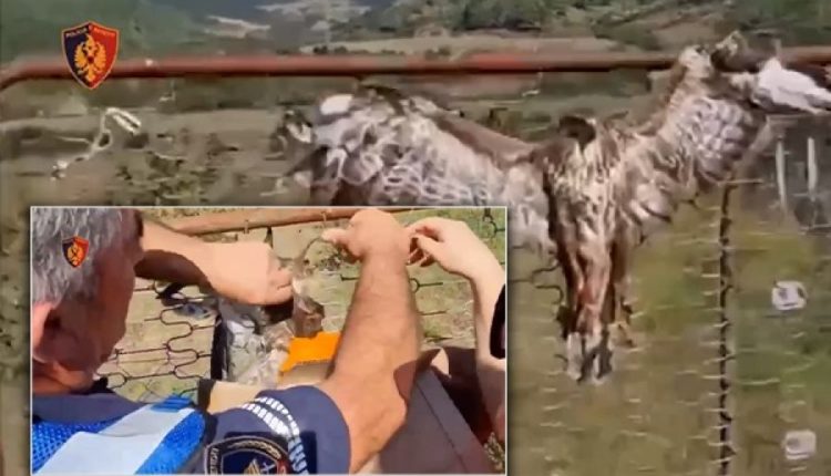 Keqtrajtoi dhe vari të gjallë një shqiponjë në një portë, policia nis hetimet për identifikimin e autorit