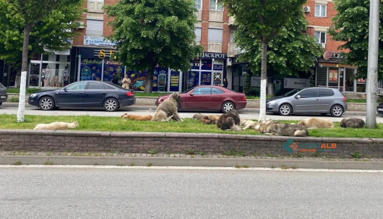 Diskutohet lokacioni i strehimores për qentë endacakë në Tetovë