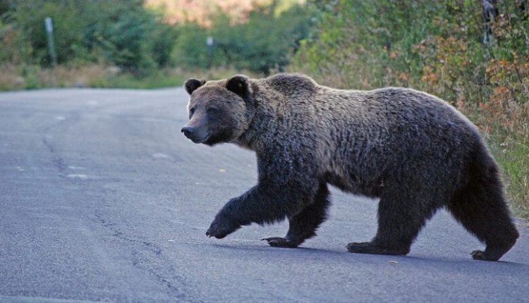 Ariu vret një dem në Leshnicë të Epërme