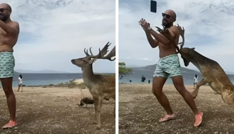 Një turist tentoi të bënte selfie me një dre dhe përfundoi me brinjë të thyera (VIDEO)