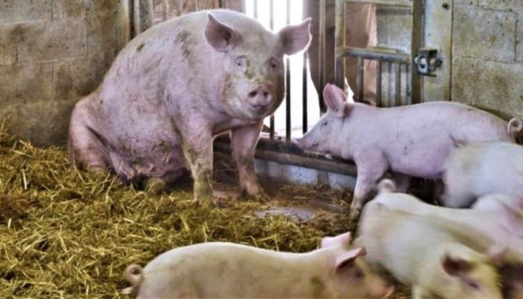 Një i vdekur dhe një tjetër i helmuar në fermën e derrave në rajonin e Sveti Nikollës