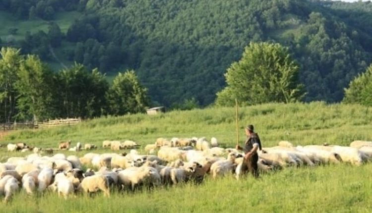 Mungesë të barinjëve në Maqedoni, ofrohen rroga 1 mijë euro, internet dhe cigare