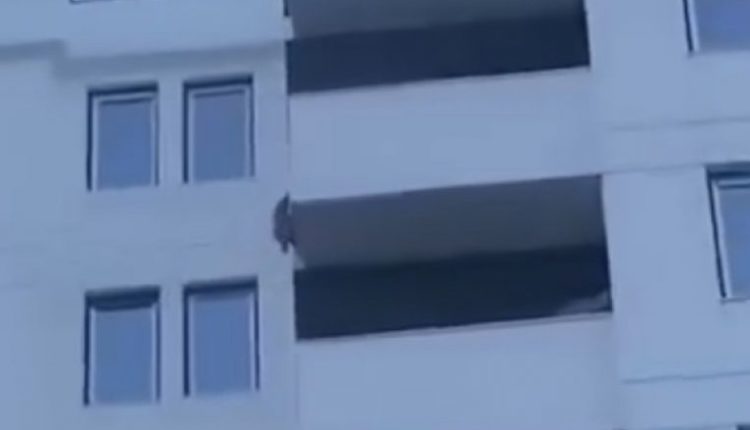 Një qen është hedhur nga kati i shtatë i një pallati në Tetovë