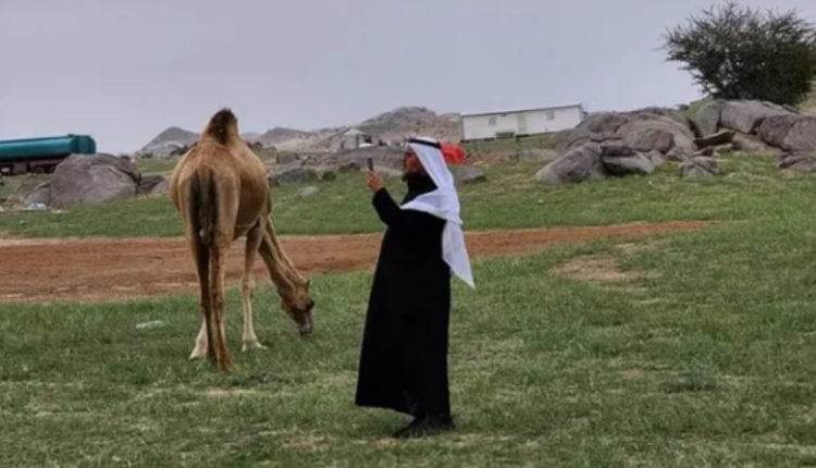 Ngjyra e gjelbër dominon malet dhe fushat përreth Mekës, ku ka disa kohë që bie shi