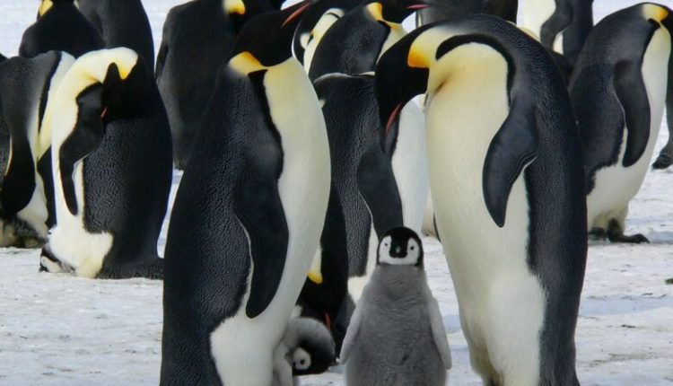 Alarm në Antarktidë, gjenden qindra pinguinë të ngordhur