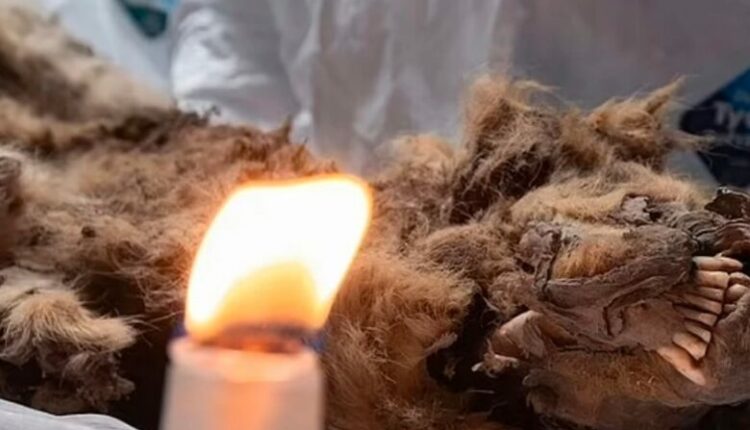 Pas 44,000 vitesh, gjendet i paprekur ujku në Siberi