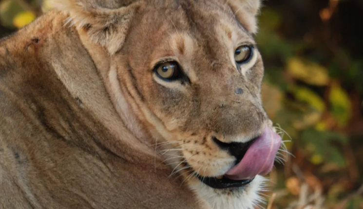 Zambia vret dy luanë endacakë që nxitën mbylljen e shkollave
