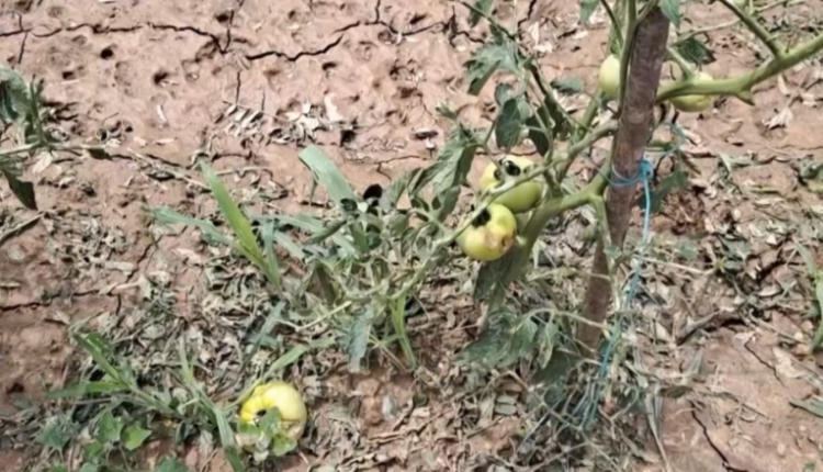 Të mbjellat tërësisht të shkatërruara në Maqedoni, bujqit apel qeverisë që t’u dalë në ndihmë