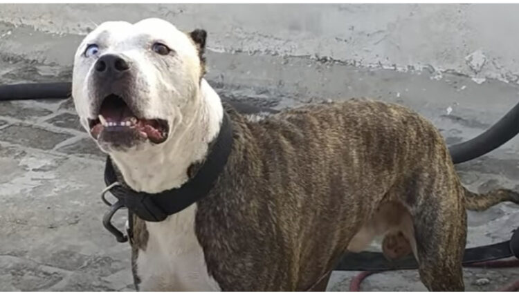 Në Novi Sad, një qen pitbull e mbyt pronarin e tij