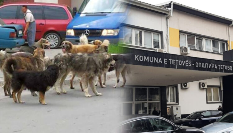 Komuna e Tetovës sot i ka dhënë fund problemit me qent endacak