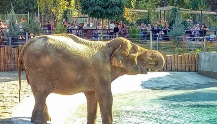 Ngordh një elefant në Kopshtin Zoologjik të Shkupit