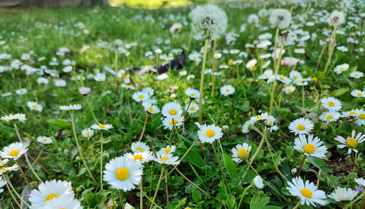Parashikimi i motit