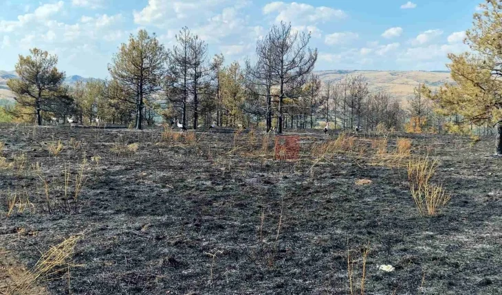 Gjithsej 53 zjarre në ambient të hapur dje, 12 ende janë aktive