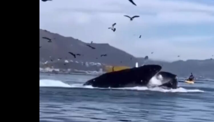 VIDEO/ Balena gëlltit dy vajza në Kaliforni dhe më pas i nxjerr jashtë