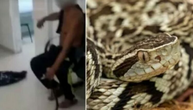 Burri i kafshuar nga gjarpri merr kafshën në klinikë për të identifikuar anti-helmin