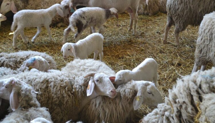 Alarm për mbrojtje nga murtaja tek gjitarët e vegjël, veterinarët bëjnë thirrje për kujdes