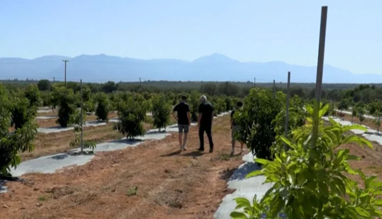 Ndryshimet klimatike, femerët grekë zëvendësojnë ullinjtë me bimë subtropikale