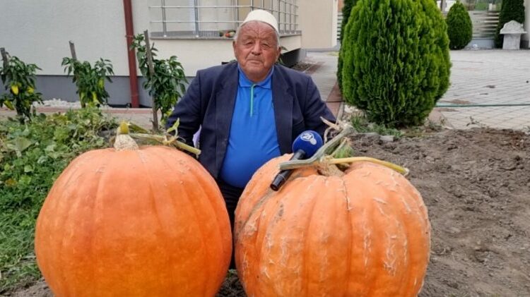 Kunguj gjigandë në Cërvicë të Kërçovës! Axha Zenel i gatshëm ta dhurojë farën, tregon se si i kultivoi