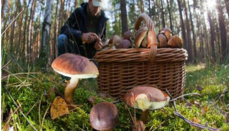 Humb një burrë në Maqedoni – doli për të mbledhur kërpudha dhe tani nuk dihet asgjë për të