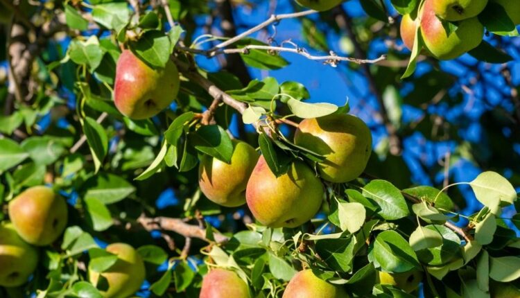 Ra nga pema teksa po mblidhte dardhë, humb jetën shqiptari në Greqi