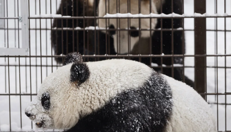 S’ka para për t’i mbajtur, kopshti zoologjik në Finlandë i kthen pandat në Kinë