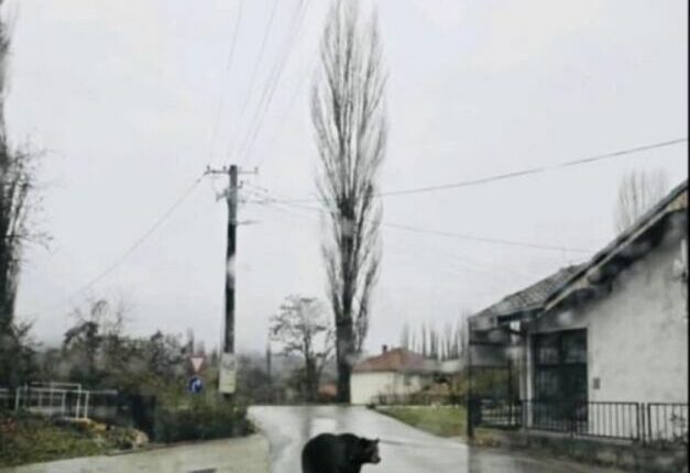 Ariu shfaqet në mes të ditës në një fshat në Komunën e Rankovcës