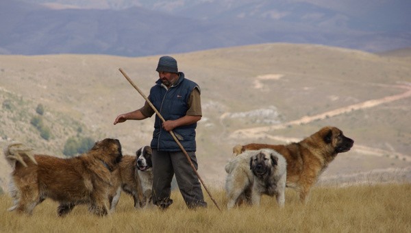 Kulloste delet në Sellarcë të Tetovës, dëgjon disa të shtëna e më pas vëren se qeni i tij ishte vrarë