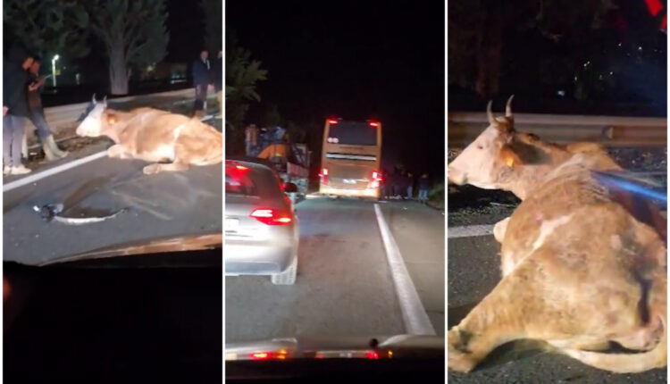 Aksident në autostradën Shkup-Tetovë, lopët dalin në rrugë, përplaset autobusi