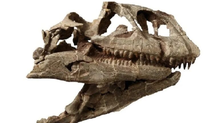 Zbulohet në Kinë një kafkë e madhe dinosauri 200 milionë vjeçare