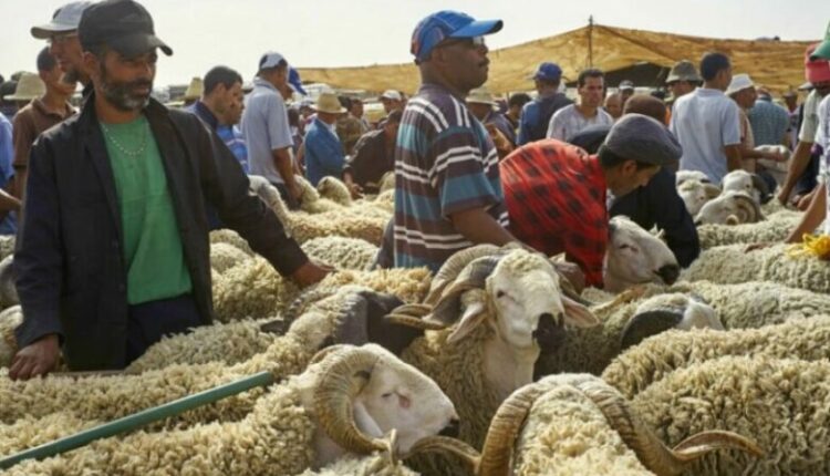 Mbreti i Marokut kërkon heqjen dorë nga therja e deleve për kurban bajram për shkak të krizës ekonomike dhe klimatike