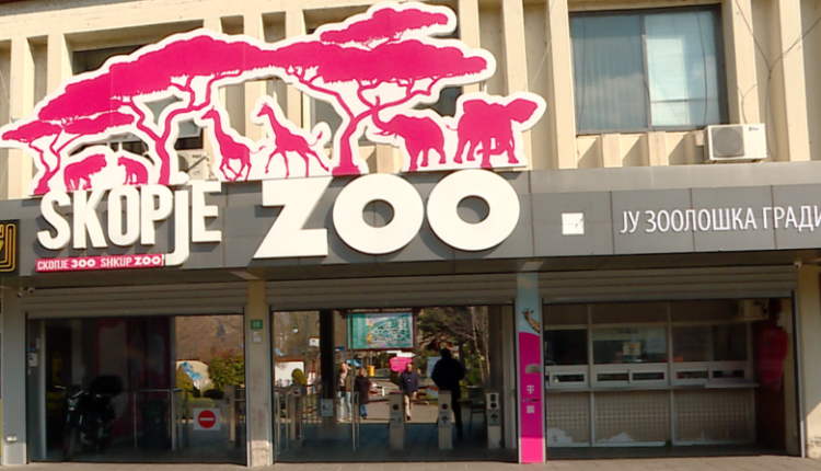 Lindën tre majmunë të rinj në Kopshtin Zoologjik të Shkupit