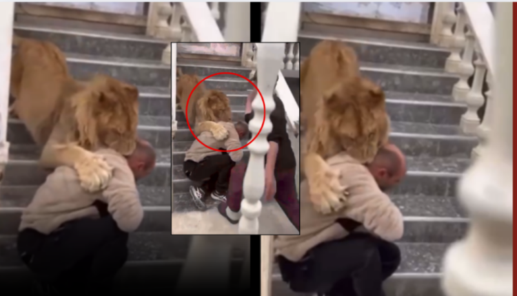 Videoja me luanin bëri xhiron e rrjetit, nën hetim pronari në Fier. Çfarë deklaroi në prokurori