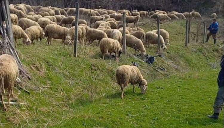 Edhe me 2.000 euro në muaj, askush nuk do të jetë bari – Blegtorët në krizë për punëtorë