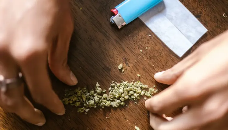 Marihuana është droga më e përdorur në RMV, 53% e përdoruesve pranuan se drejtonin makinën nën ndikimin e saj