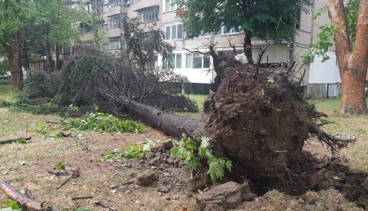 Rrëzohet druri në Tetovë, moti i ligë përfshiu një pjesë të Maqedonisë
