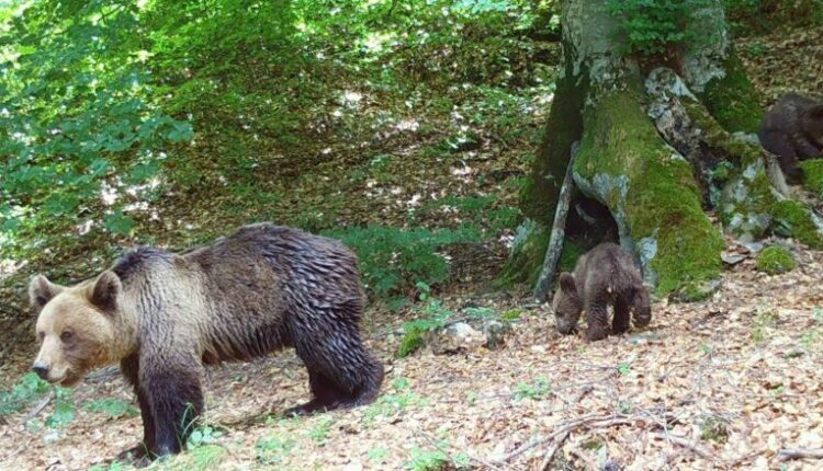 Kontrolle të shtuara në Parkun Kombëtar “Sharri” për shkak të pranisë së arinjve në zonat e banimit dhe turistike