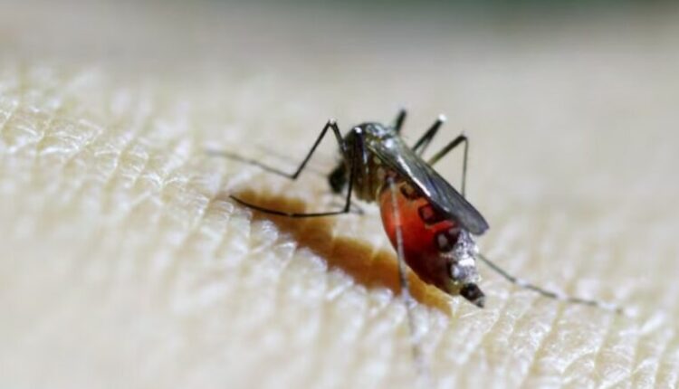 OBSH paralajmëron për përhapjen e virusit ‘chikungunya’ nga mushkonjat