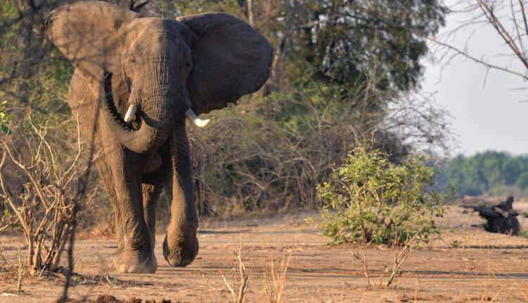 Tragjike në Afrikë! Dy turiste humbën jetën në Zambia pasi u sulmuan gjatë një safari nga një elefant