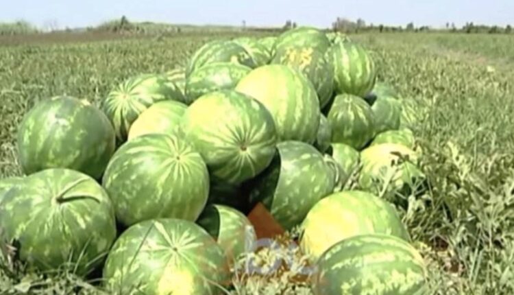 Ndodh edhe kjo në Maqedoni! Menduan se ua vodhi shalqinjtë nga bahçja, e rrahën deri në pavetëdije! Dy persona nën hetime