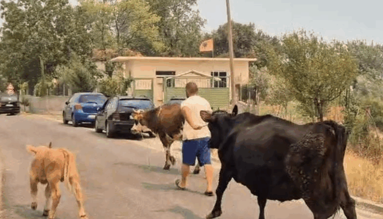 Pamje të trishta! Banorët në Gramsh marrin bagëtitë që t’i shpëtojnë nga zjarret