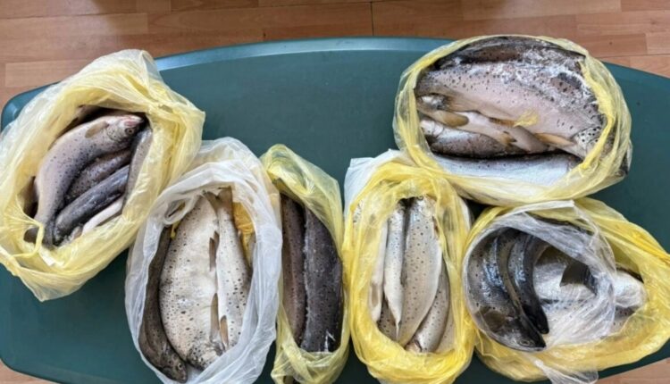 Shtetasi i Shqipërisë kapet duke kontrabanduar peshq në Maqedoni