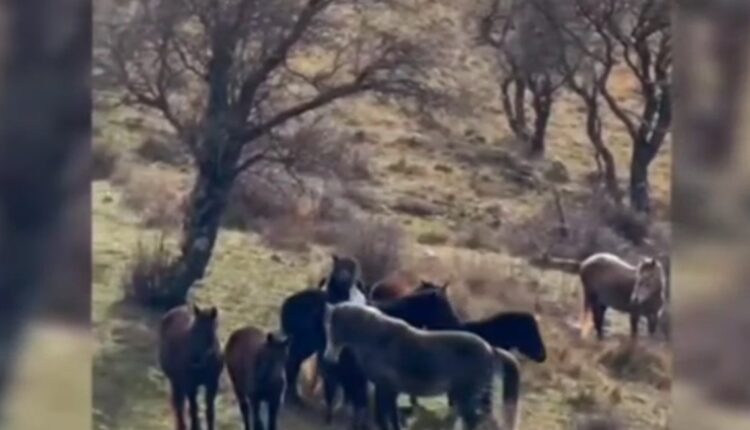 VIDEO/ Ngjarje e rëndë në Llogara, 22 kuaj qëllohen me armë gjahu