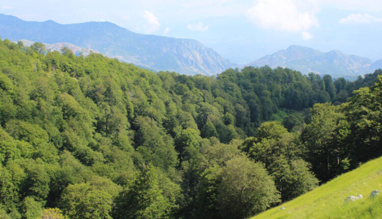 Shefat dhe pylltarët e ‘Pyjeve Kombëtare’ akuzohen për dëmtim financiar prej 170,000 eurosh