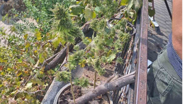 Straçincë: 50-vjeçari arrestohet me 90 degë kanabis të cilat i mbante në shtëpi